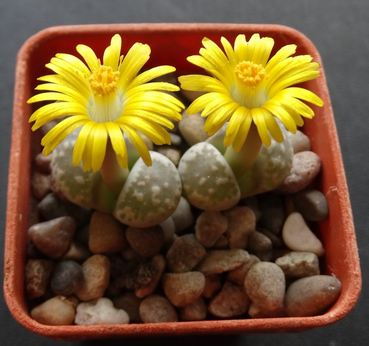 «Живые камни» — литопсы, настоящее чудо природы!