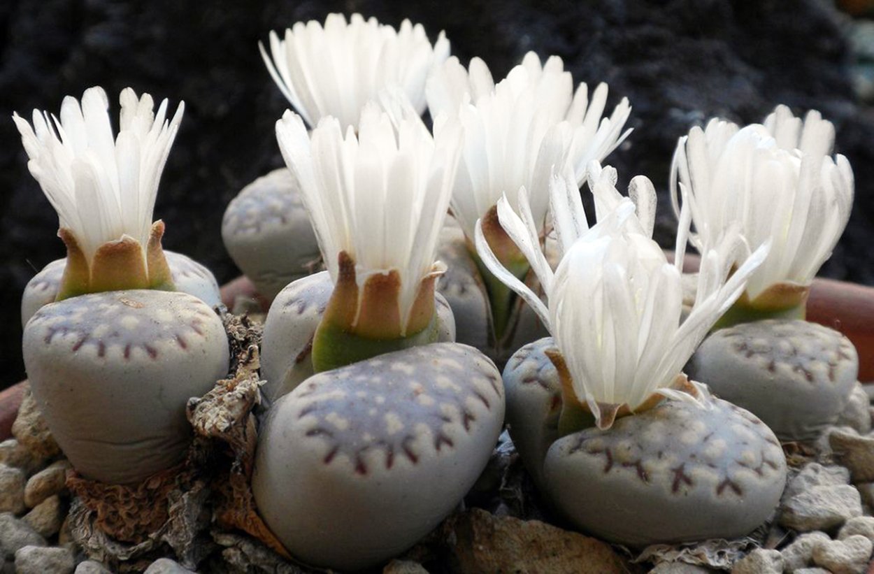 Lithops Julii fulleri