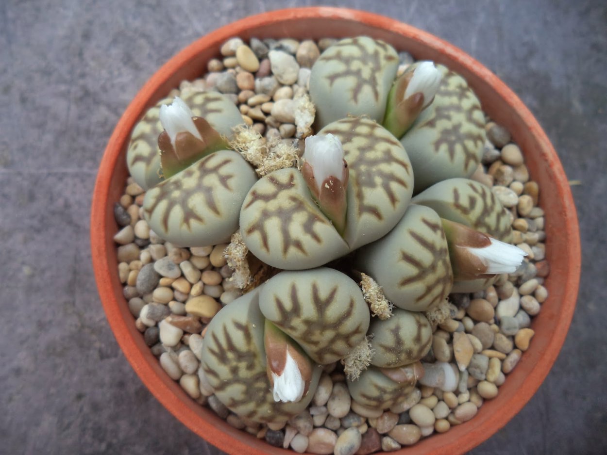 Литопсы корни