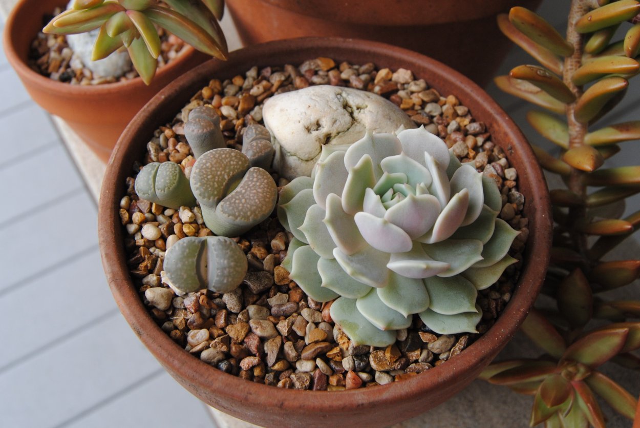 Суккулент Литопс