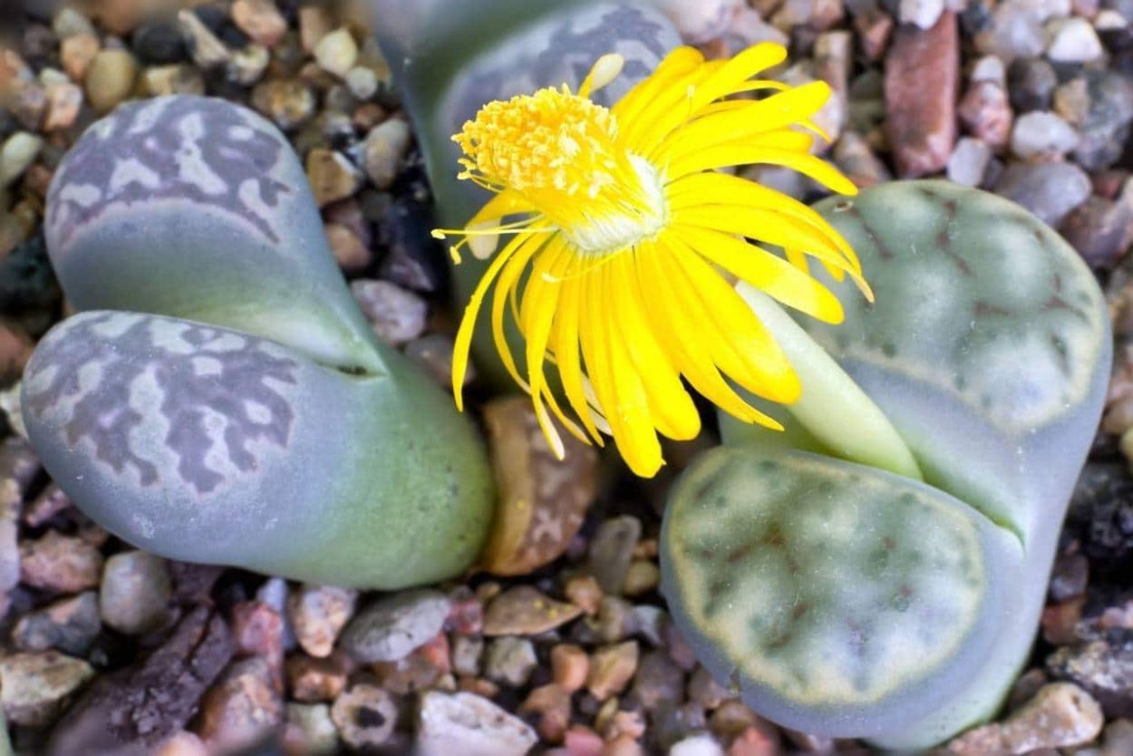 Литопс Белла