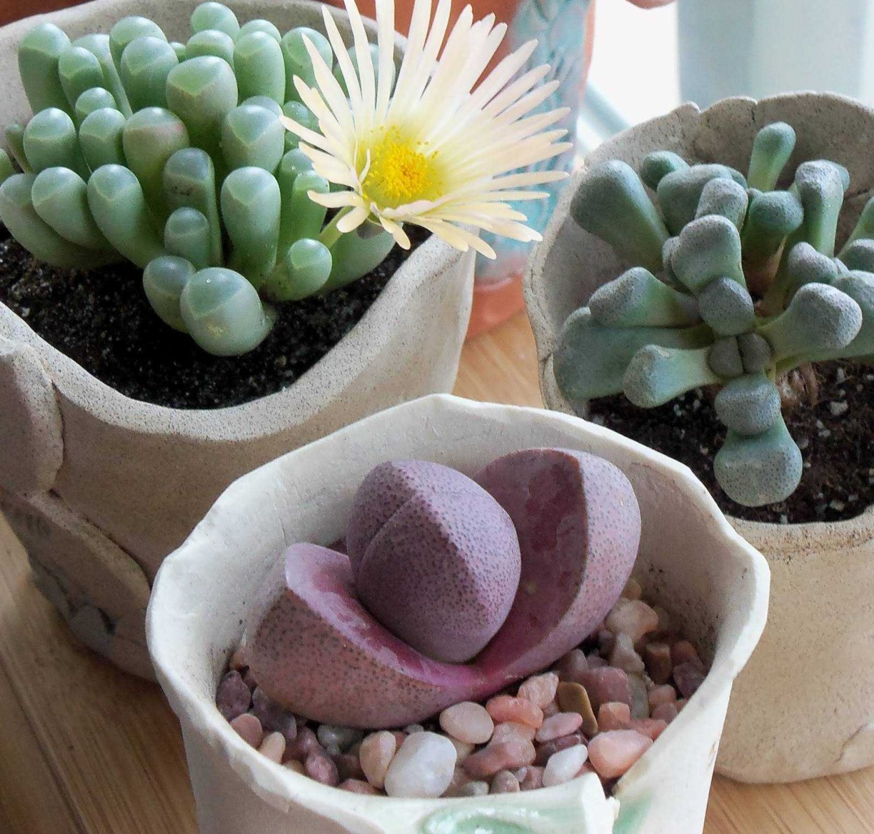 Суккуленты литопсы