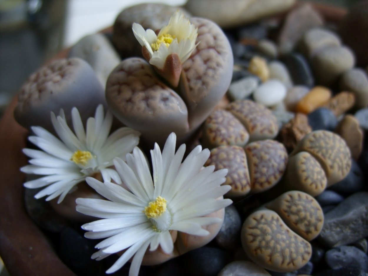 Lithops Флорес