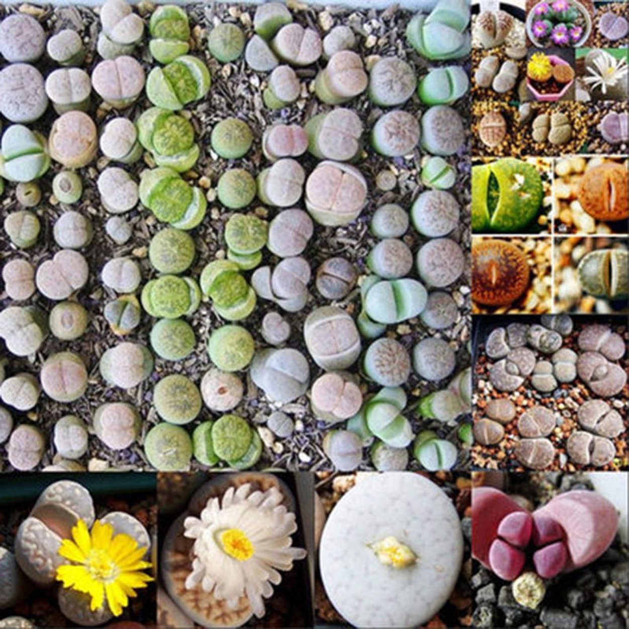 Литопс Джезин живые камни