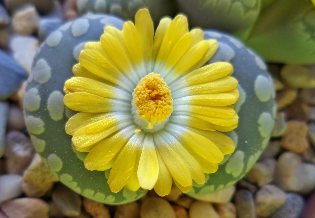 Суккулент Lithops растение пустыни