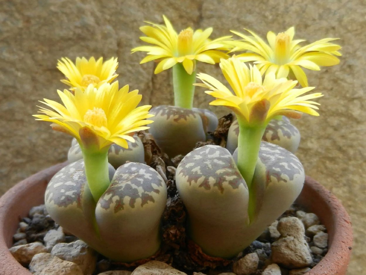 Литопс Доротеи