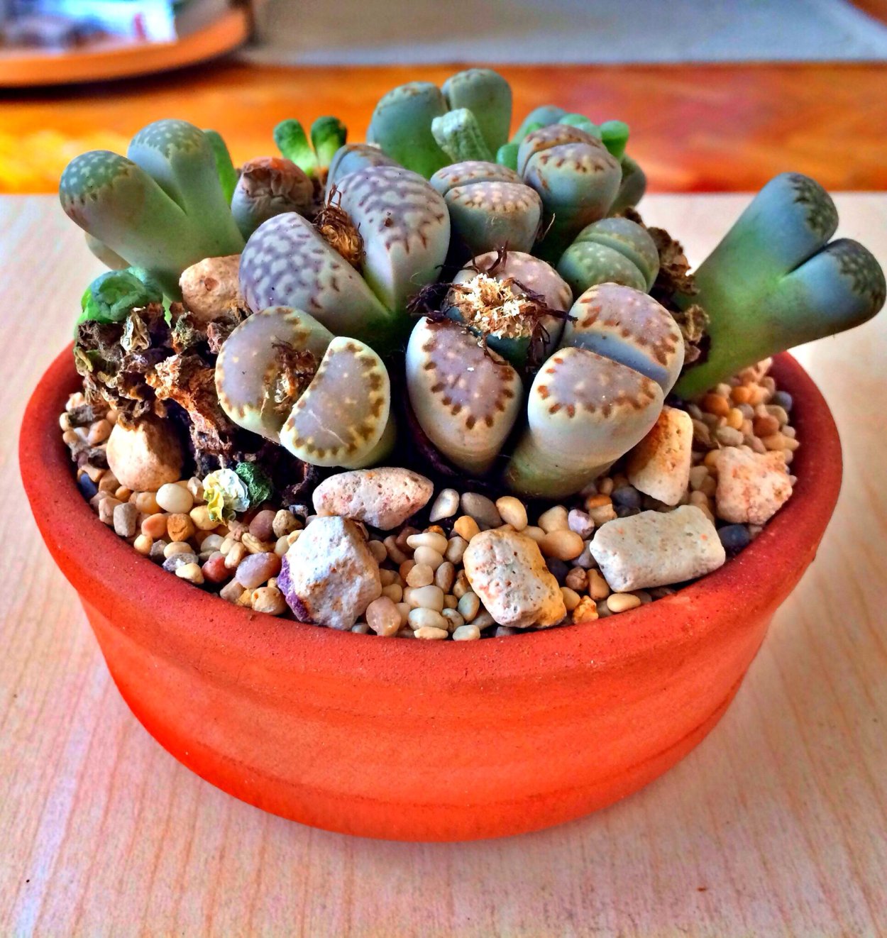 Lithops Флорес