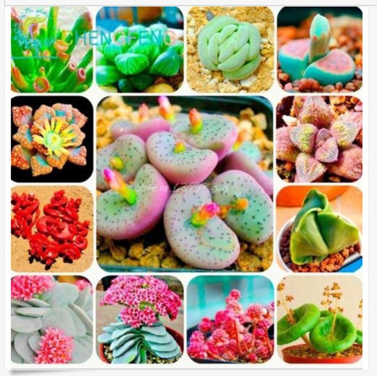 Суккулент Литопс микс