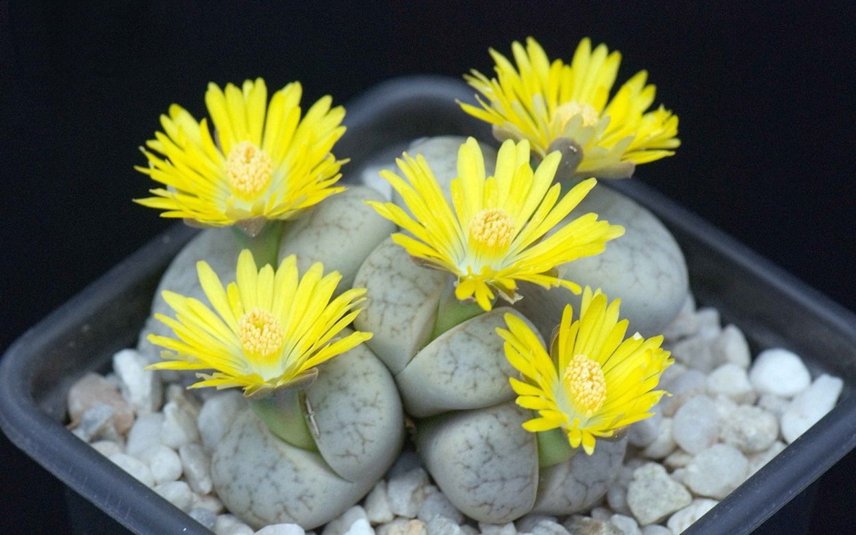 Литопс ложноусеченный