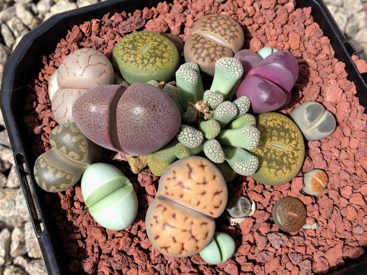 Литопс живые камни семена