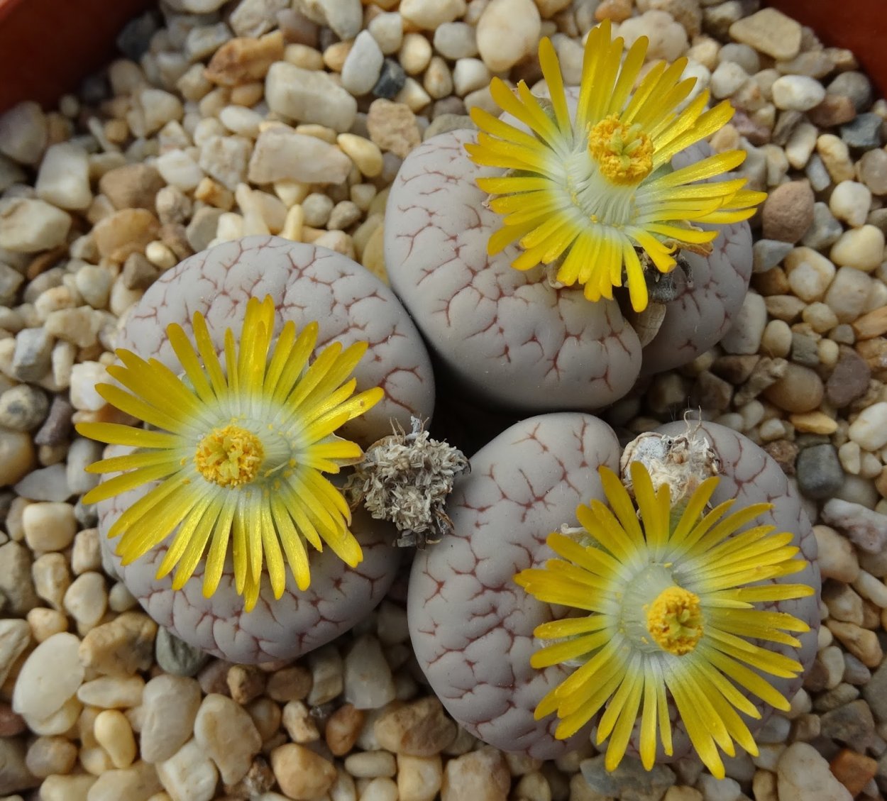 Литопс роза Техаса