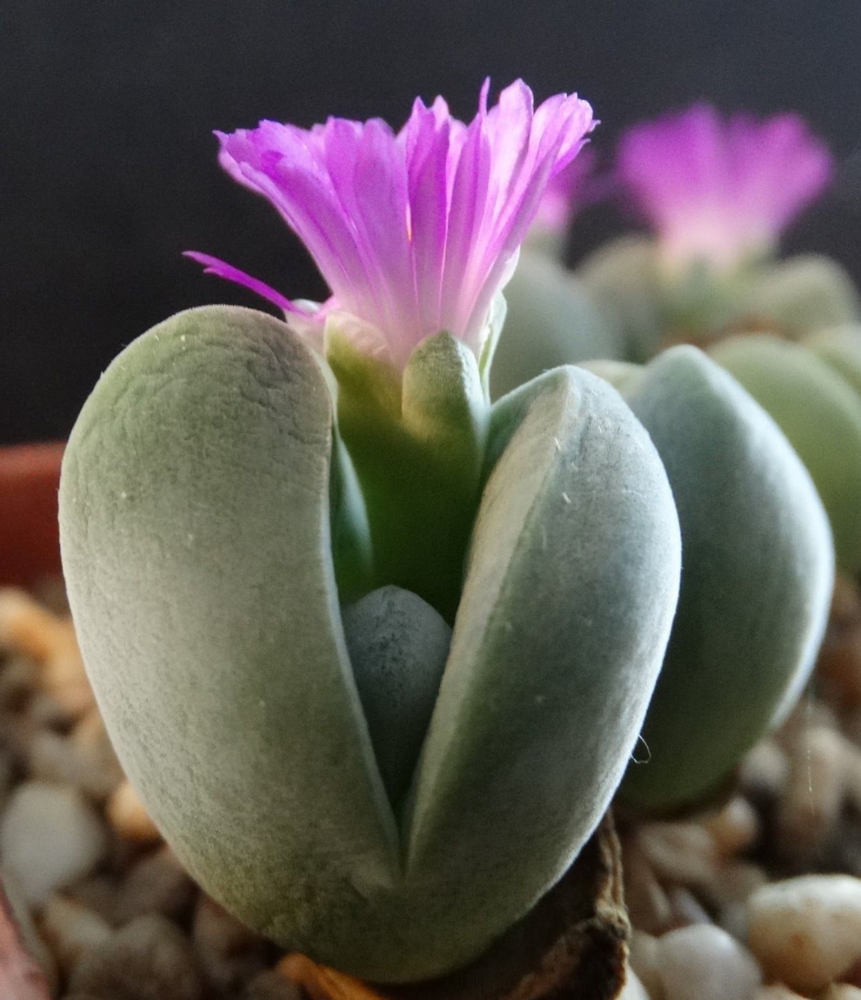 Суккулент Литопс Конофитум