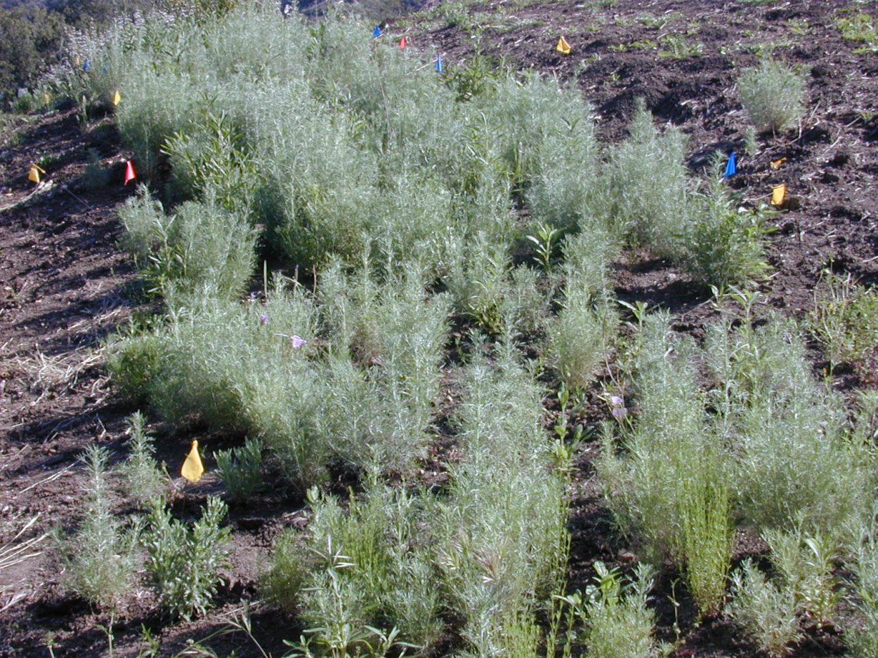 Полынь цитварная