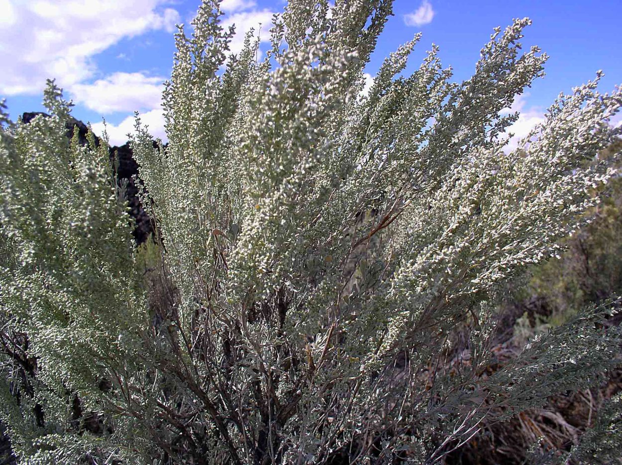 Полынь трехзубчатая (Artemisia tridentata)