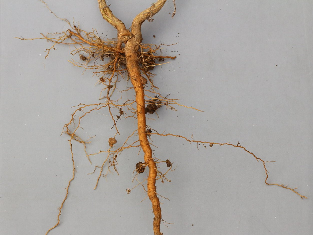 Корень чернобыльника