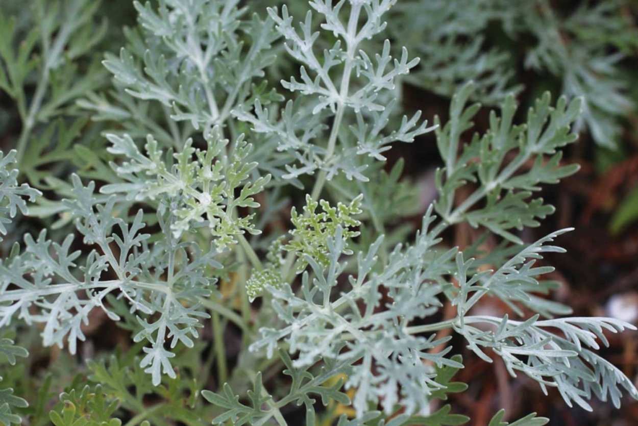 Полынь горькая серебристая