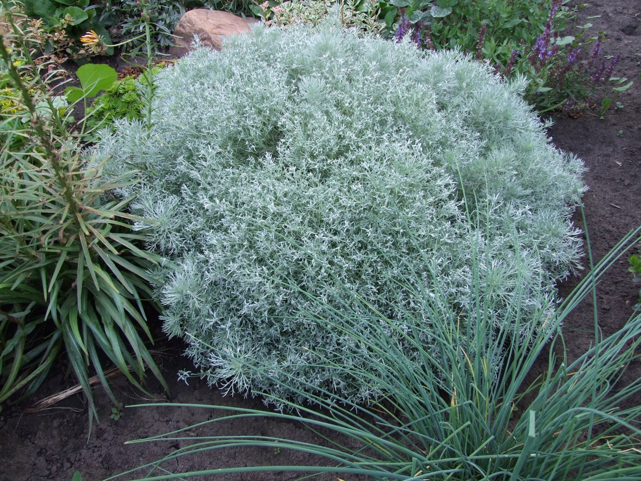 Полынь Шмидта Artemisia schmidtiana