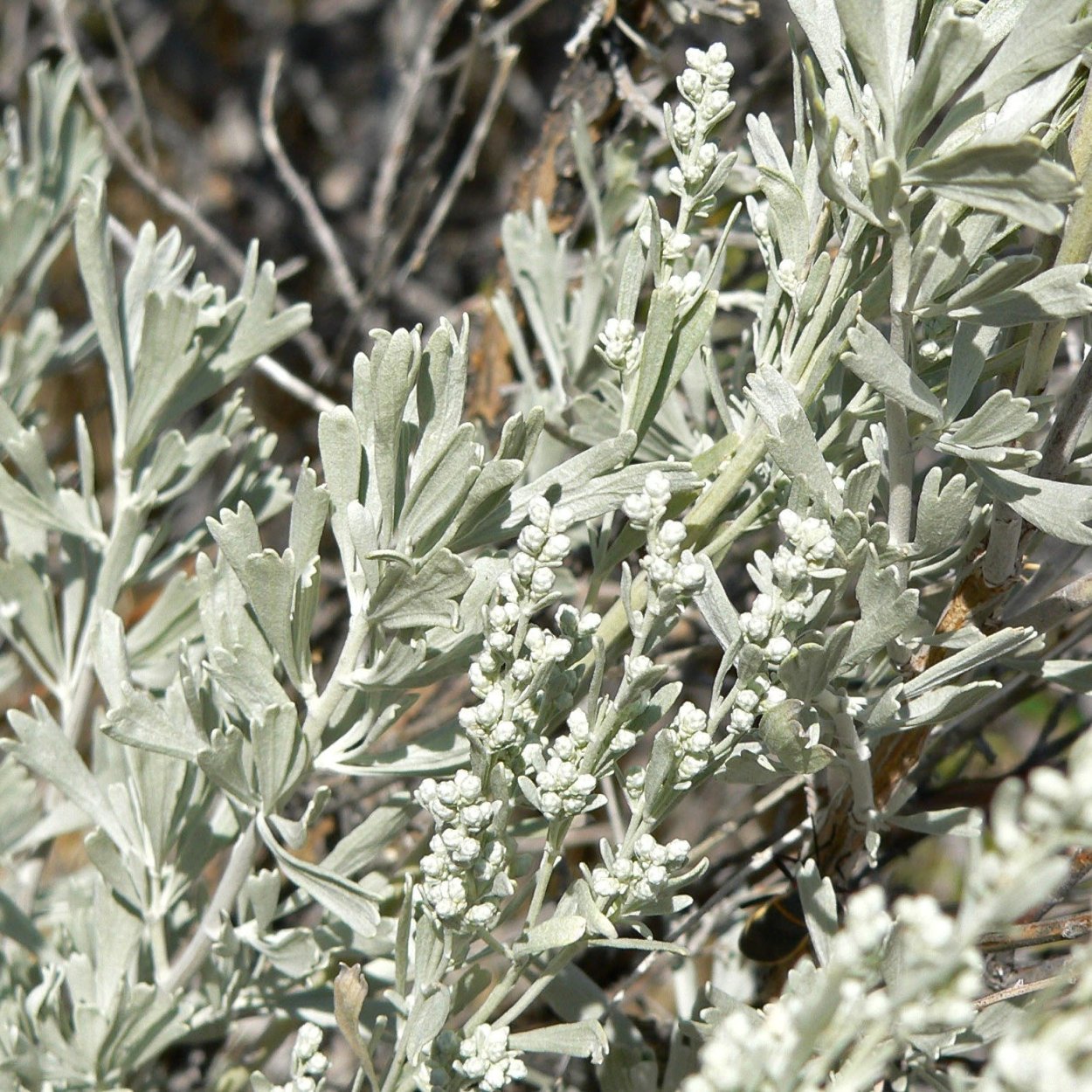 Полынь трехзубчатая (Artemisia tridentata)