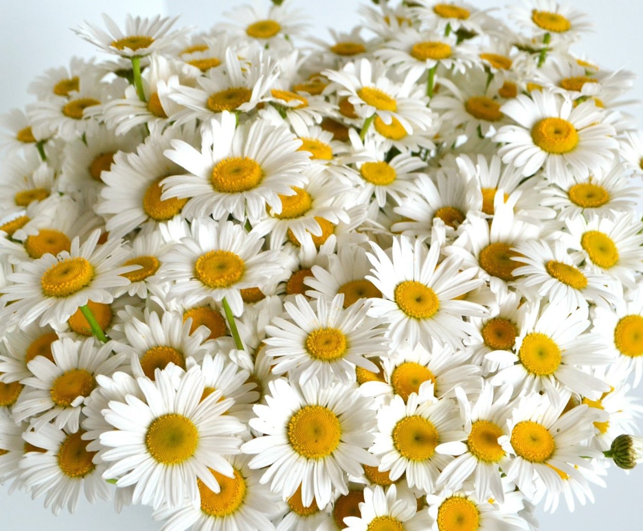 Большой букет ромашек