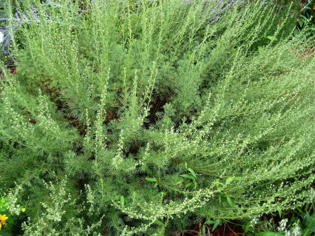 Турецкая Полынь