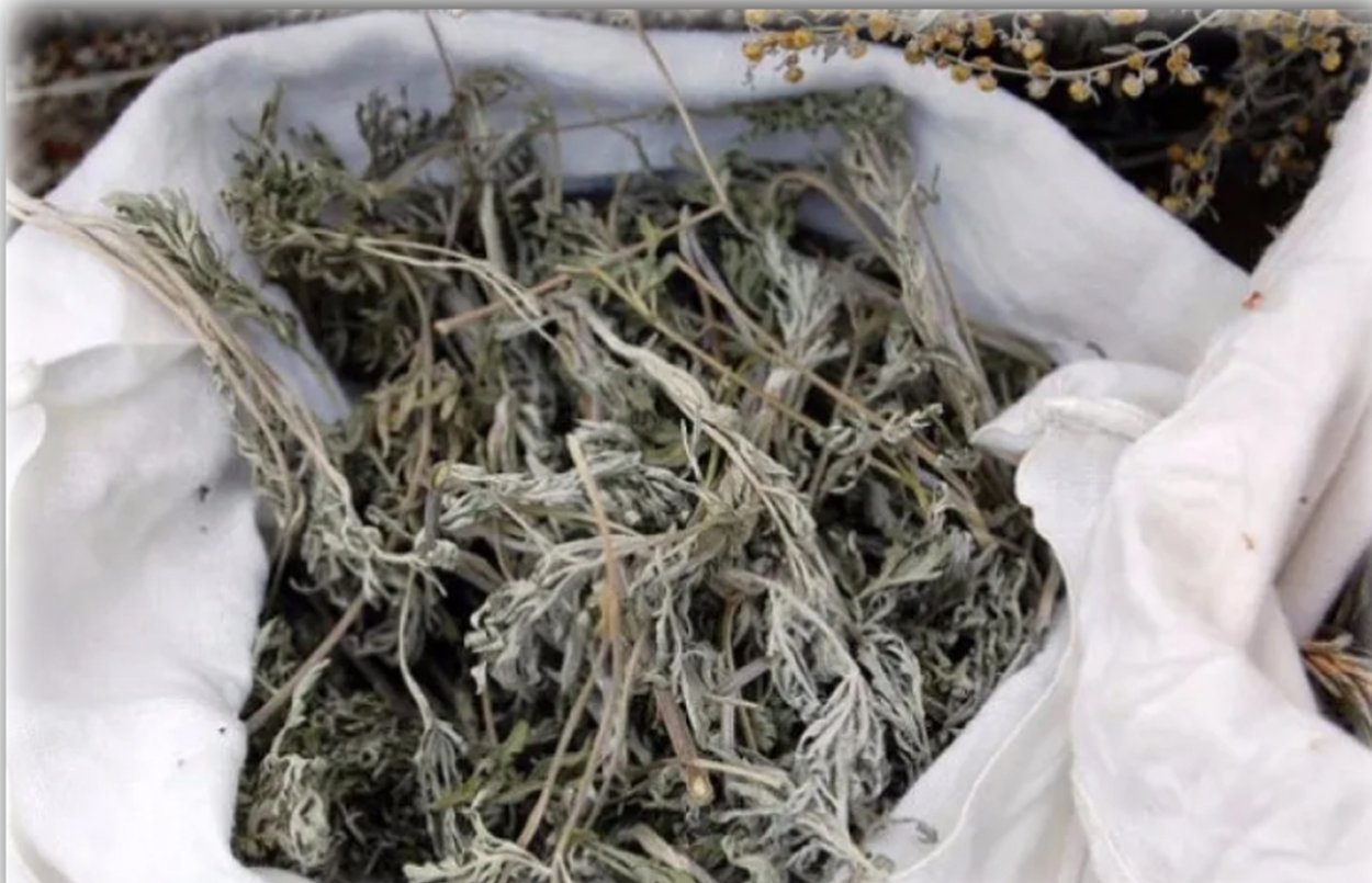 Полыни горькой трава сырье