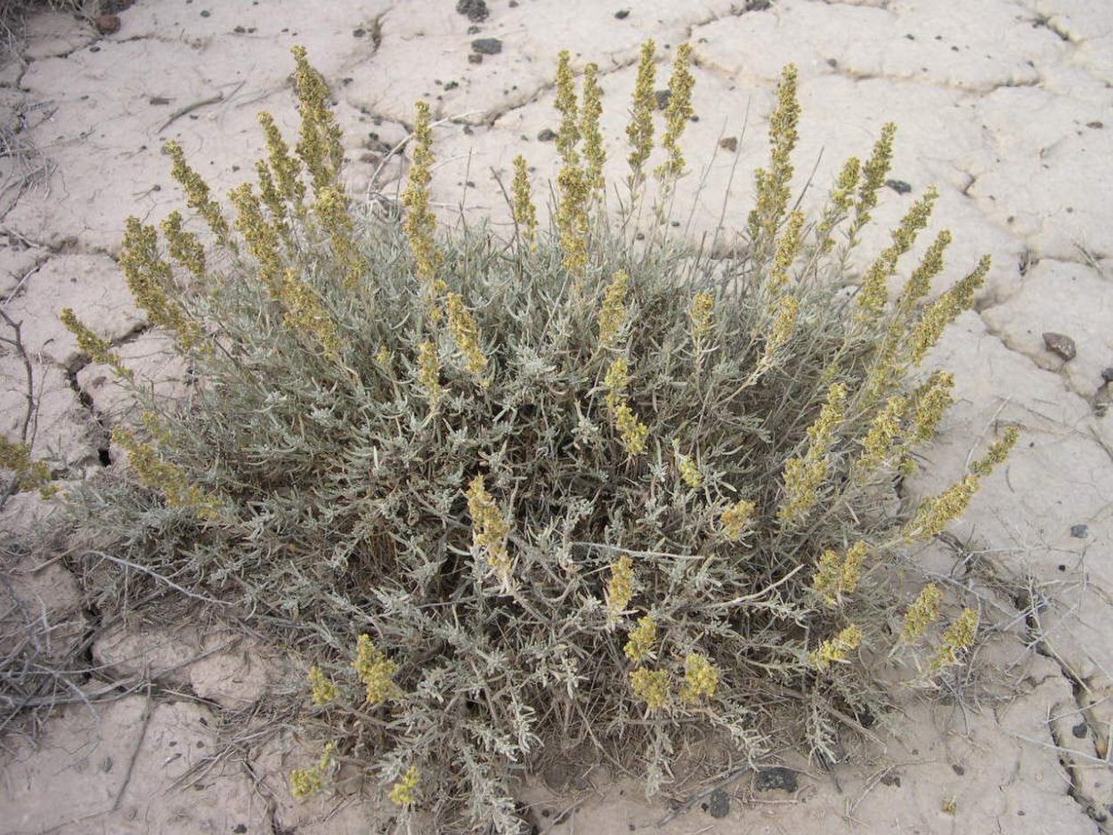 Полынь фильм польский