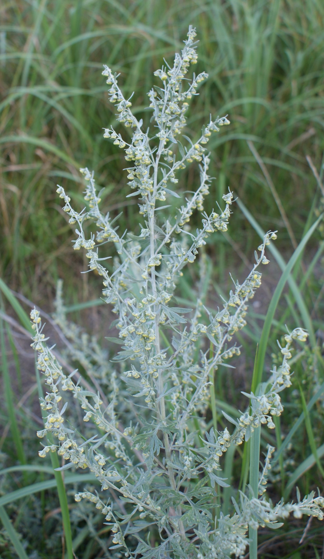 Полынь горькая (Artemisia absinthium)
