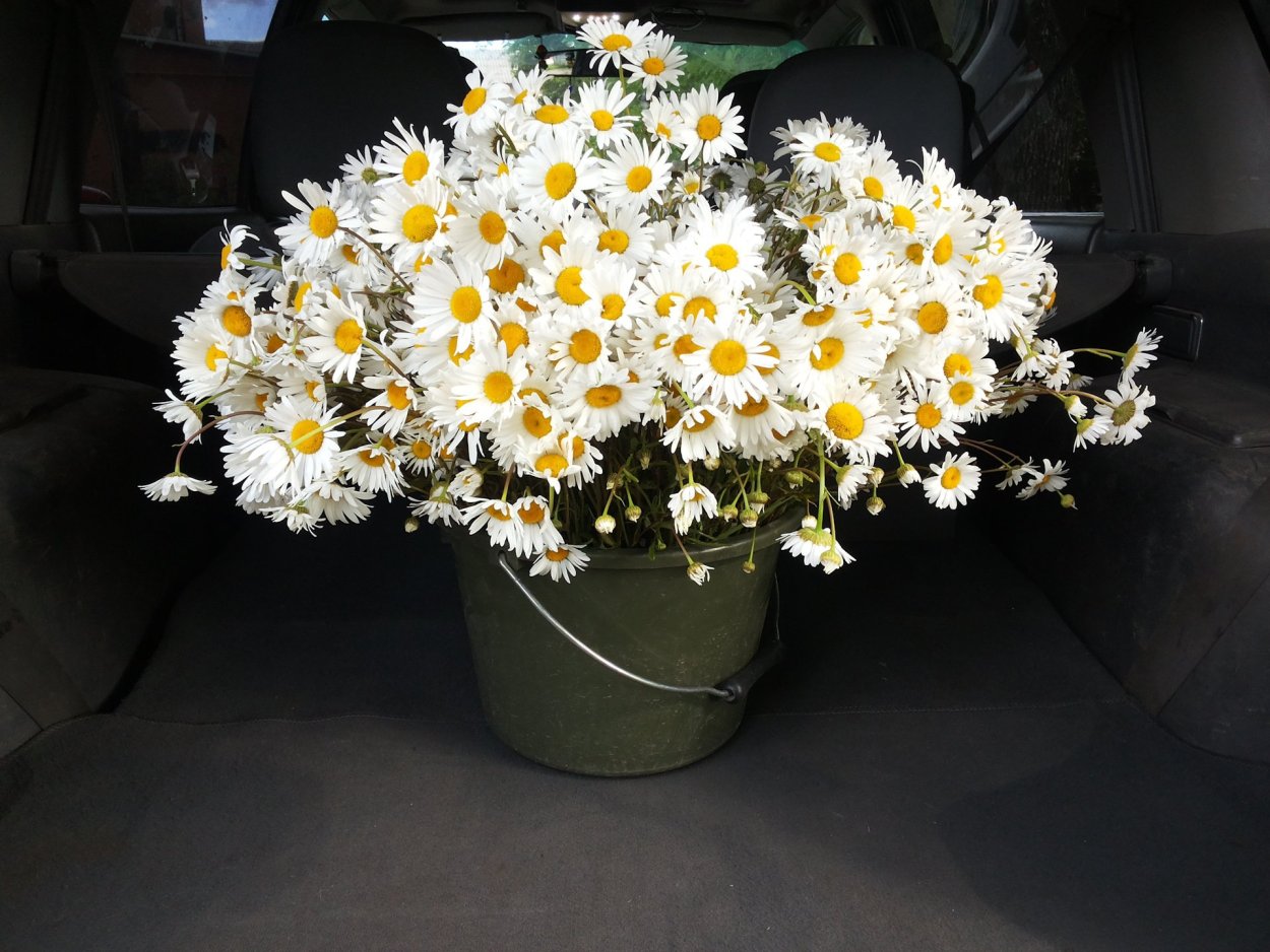 Блондинка с букетом ромашек в постели