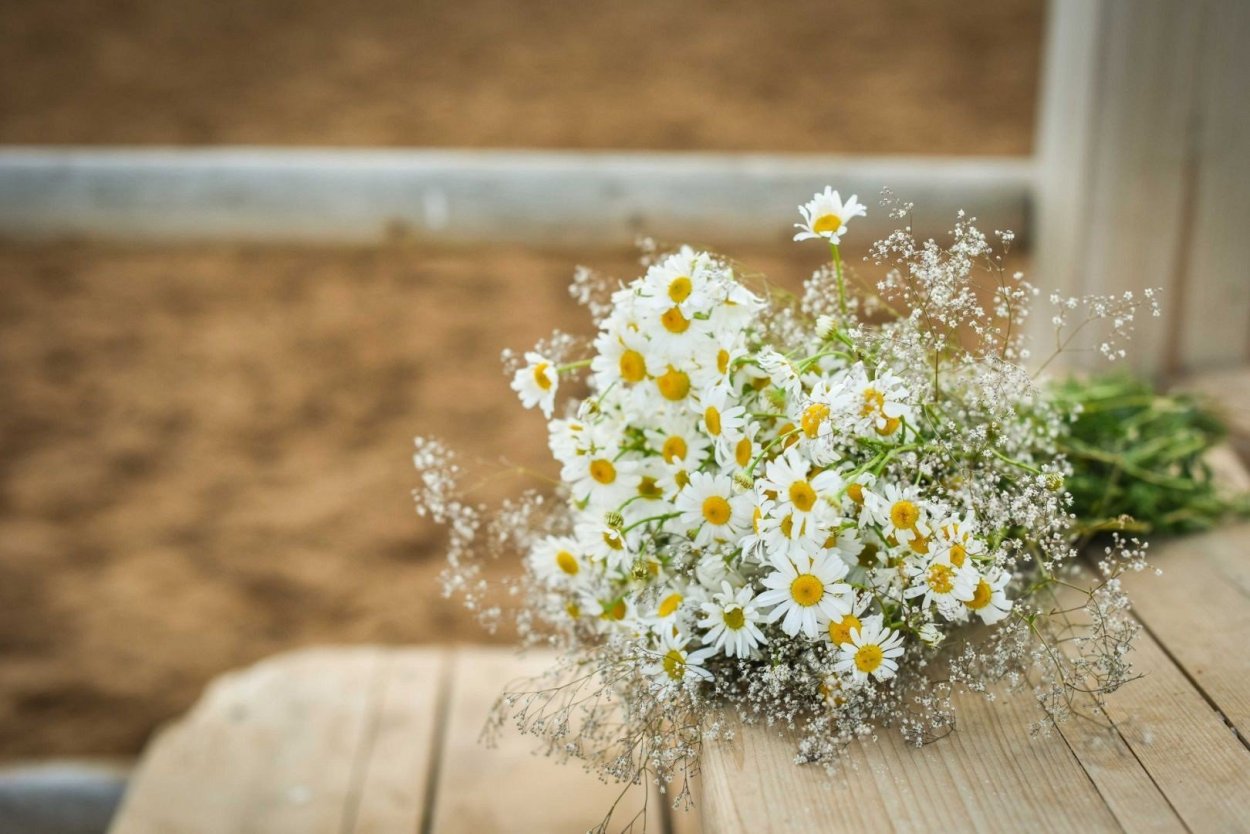 Ромашки Эстетика