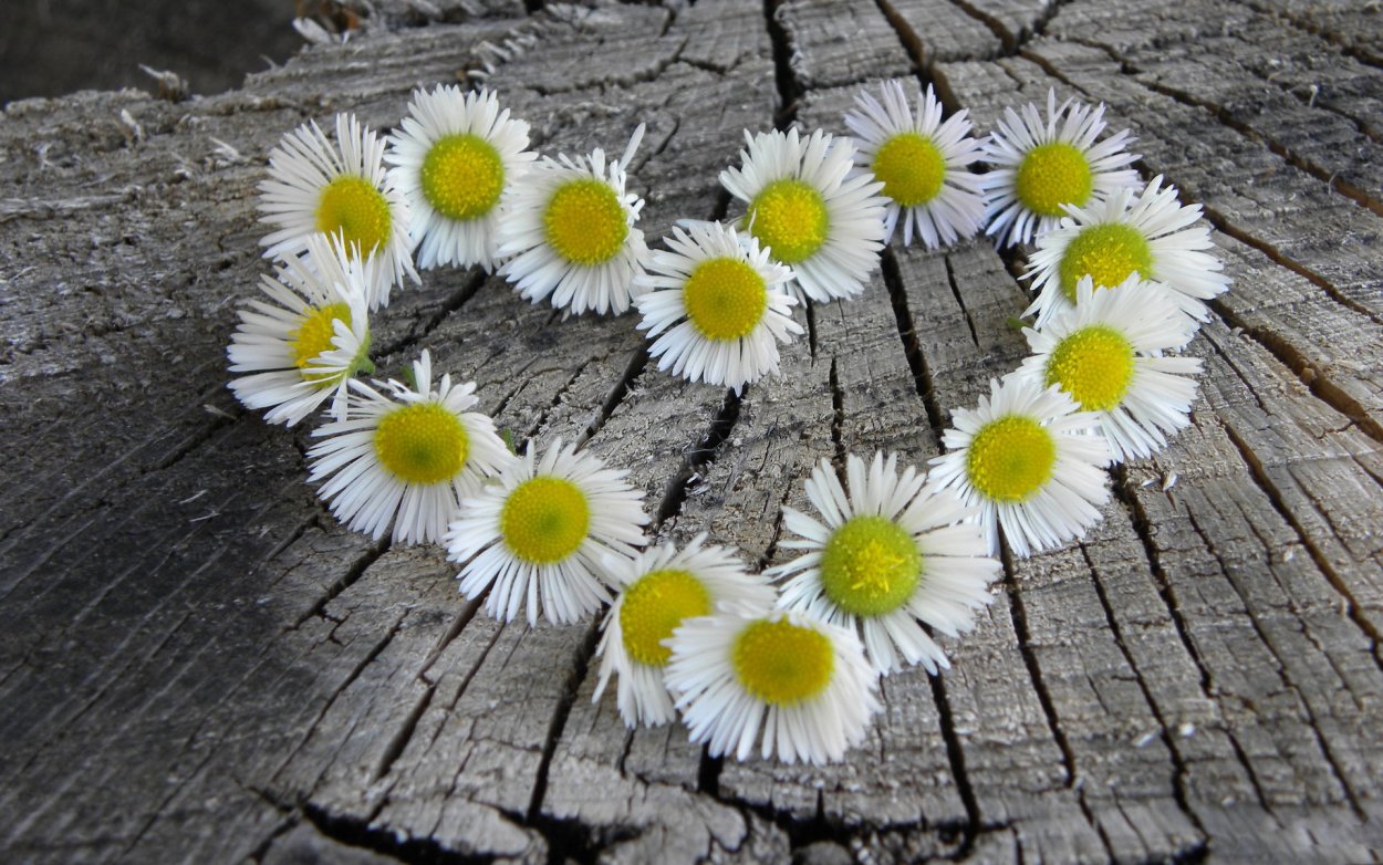 Букет ромашек