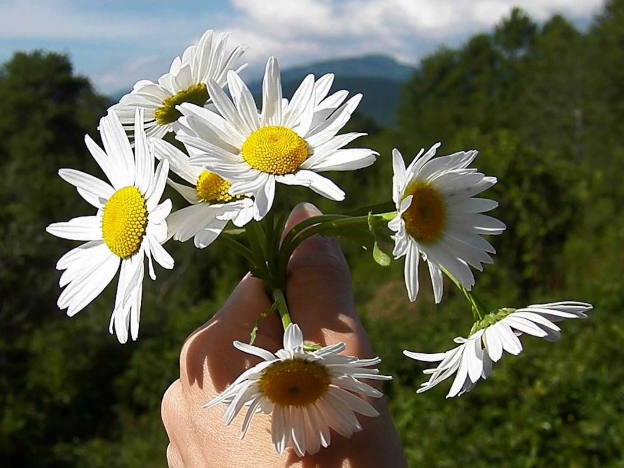 Девушка с ромашками на аву