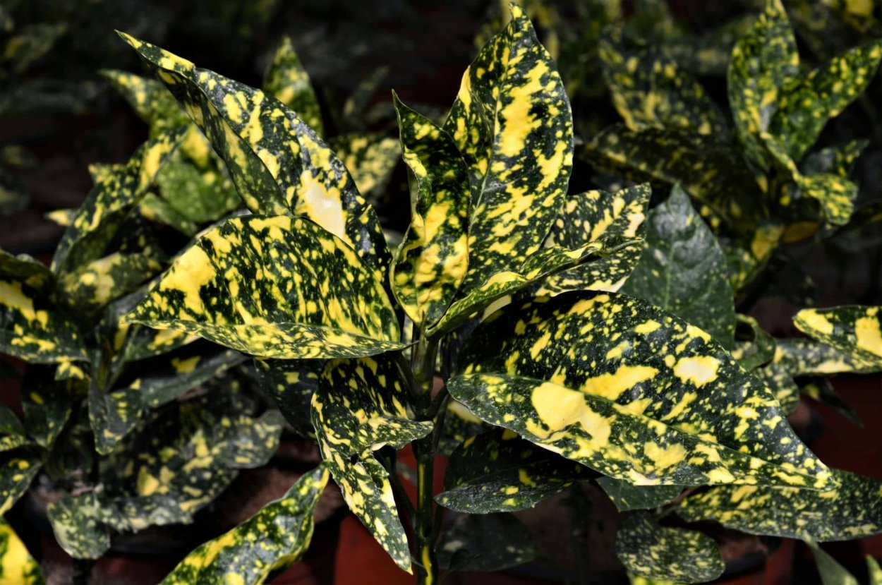 Аукуба гималайская