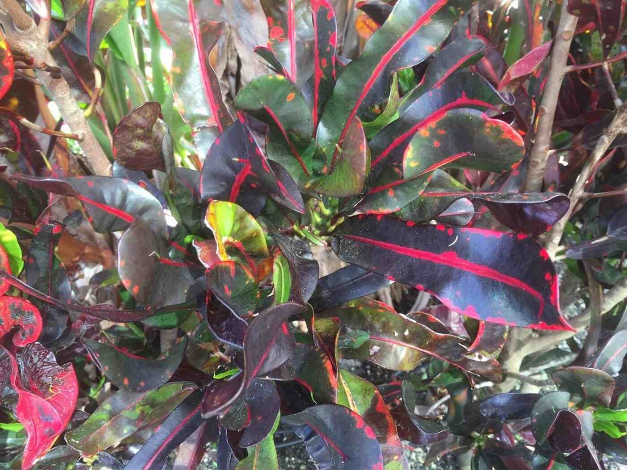 Кодиеум Мамми (Codieaum Mummy) d12 h30