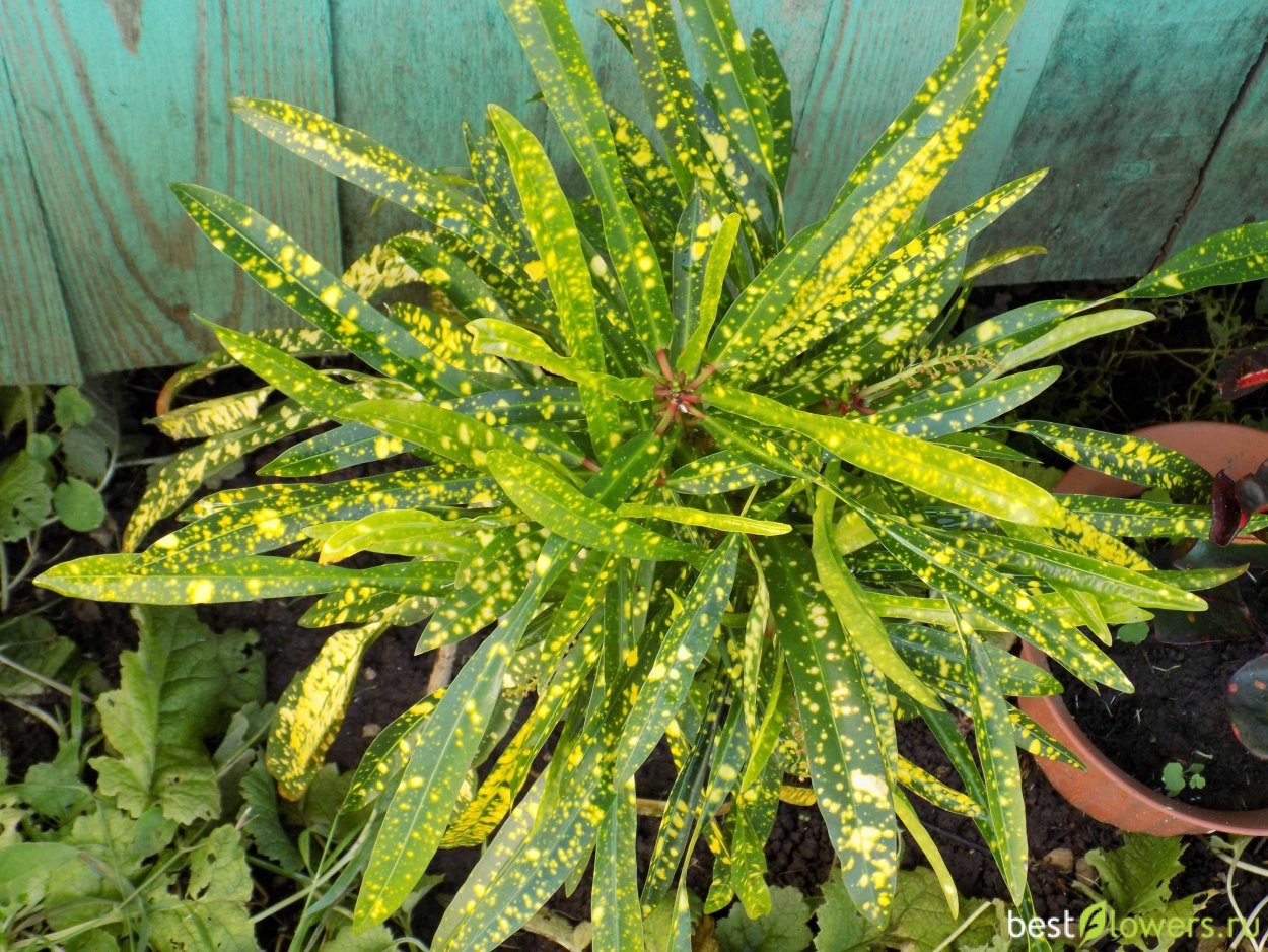 Кротон craigii