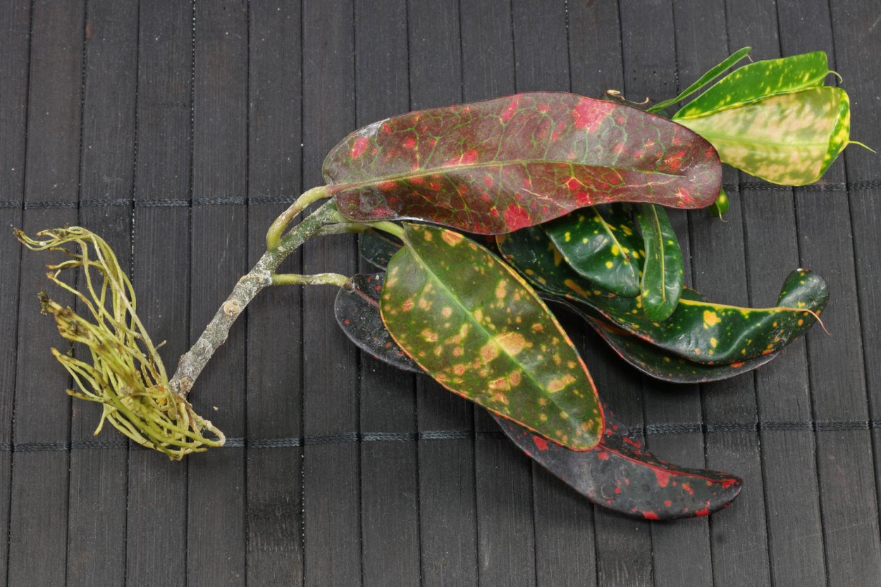 Черенкуем Кротон Кодиеум