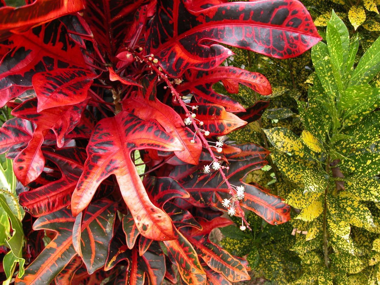 Кодиеум Мамми d12