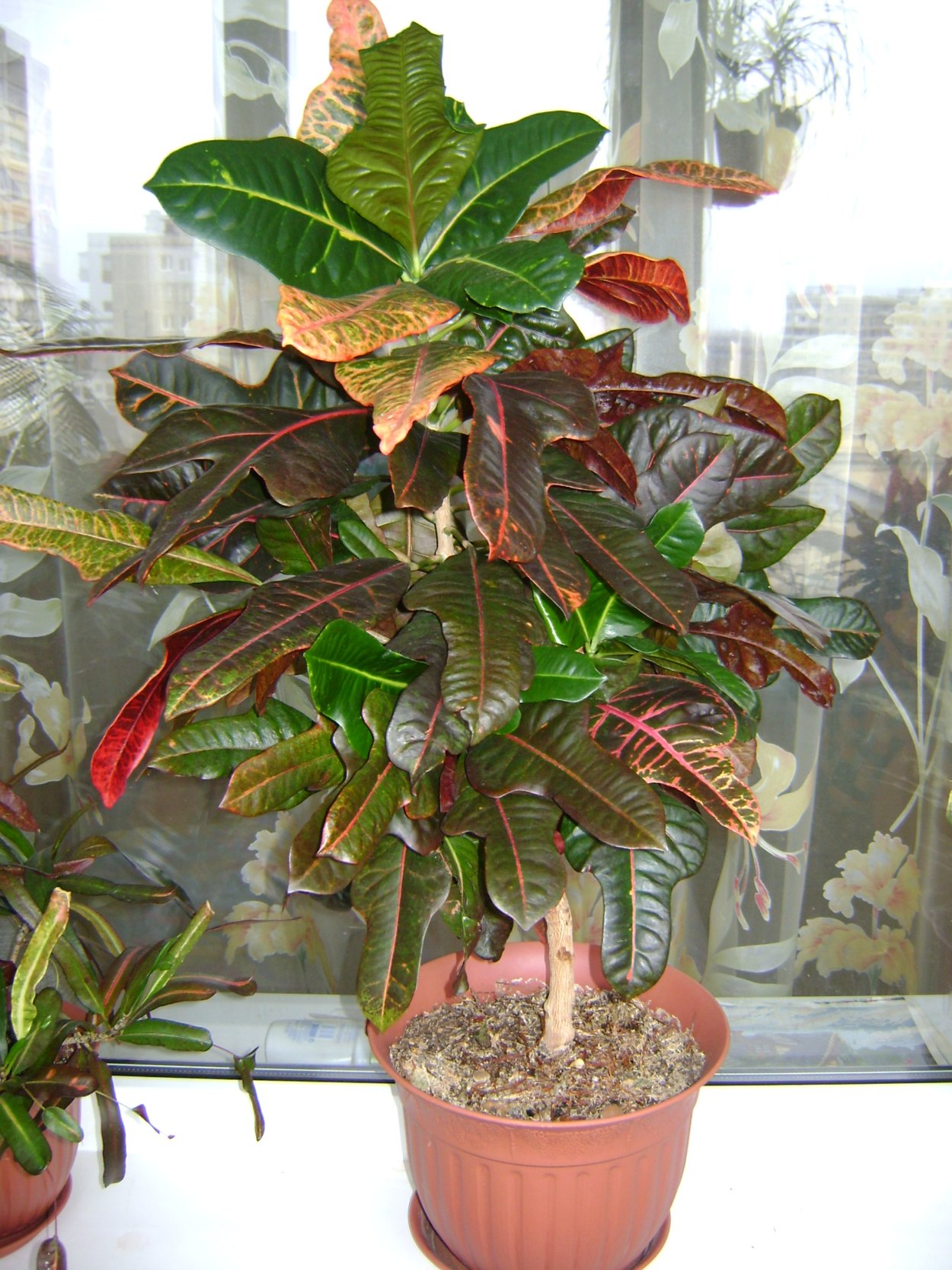 Кодиеум Codiaeum "mother & daughters"