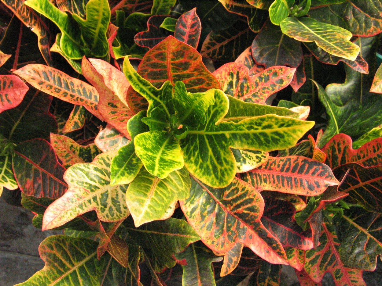 Кодиеум Кротон пестрый