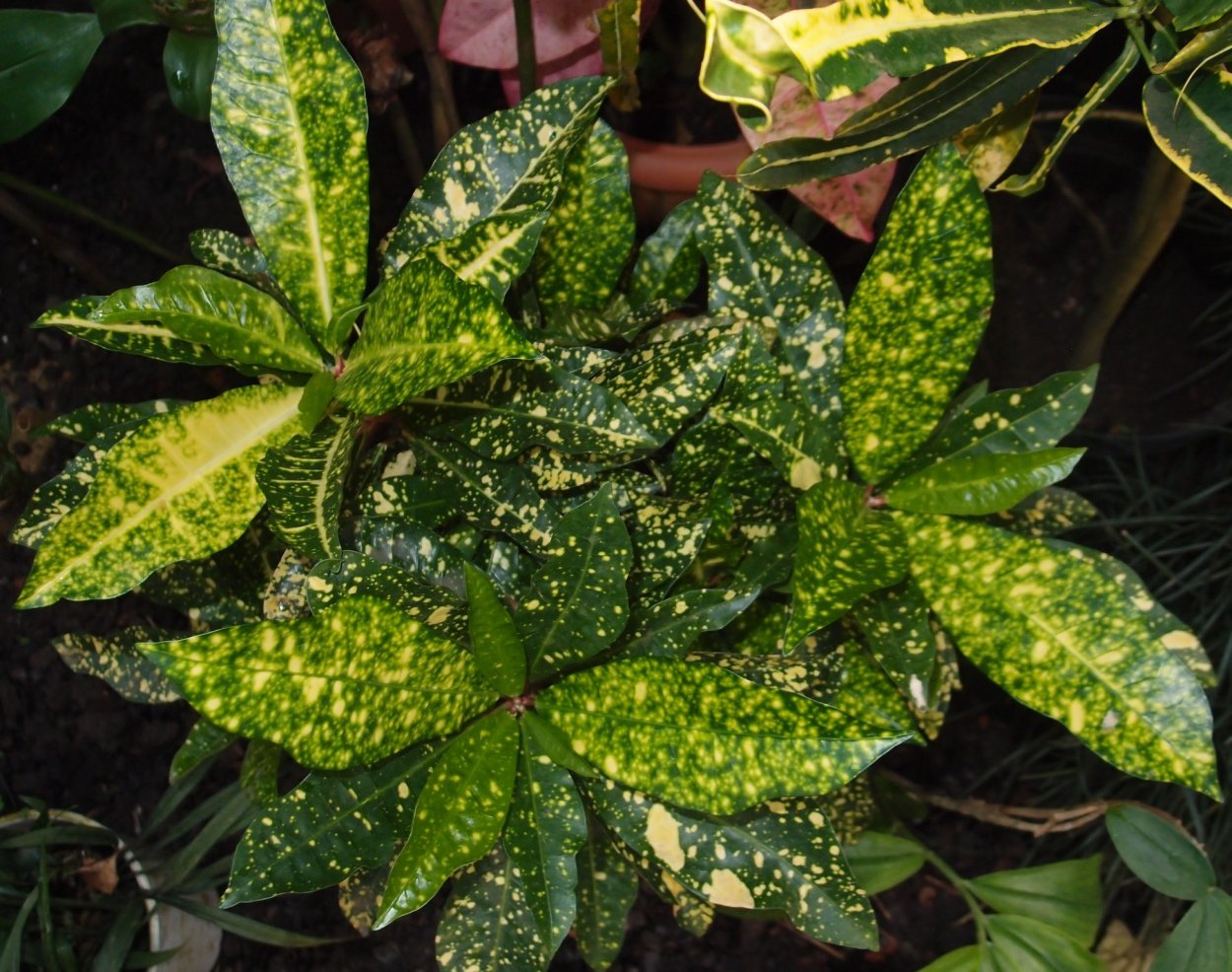 Кодиеум Голд Сан