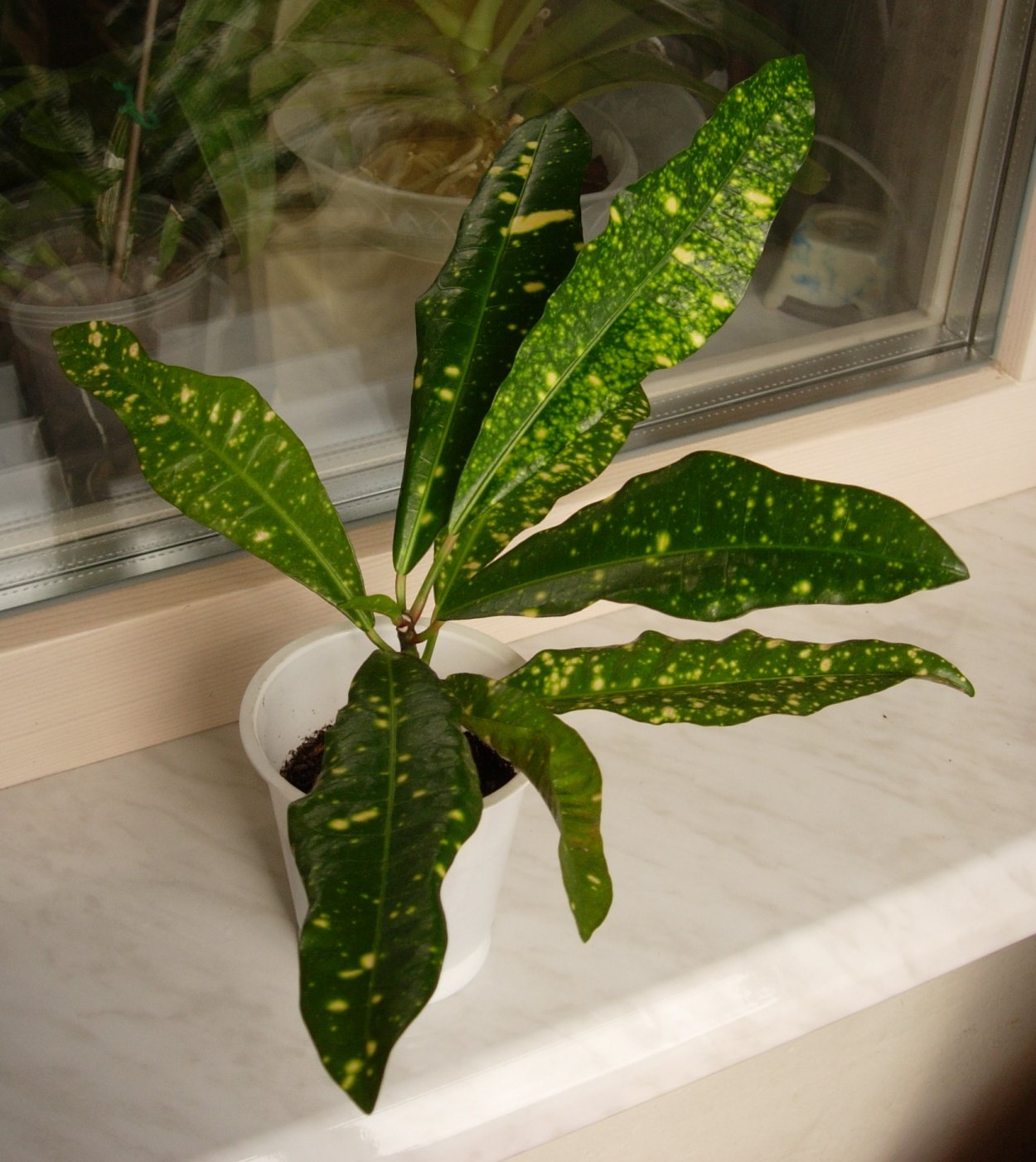 Кротон золотой Король