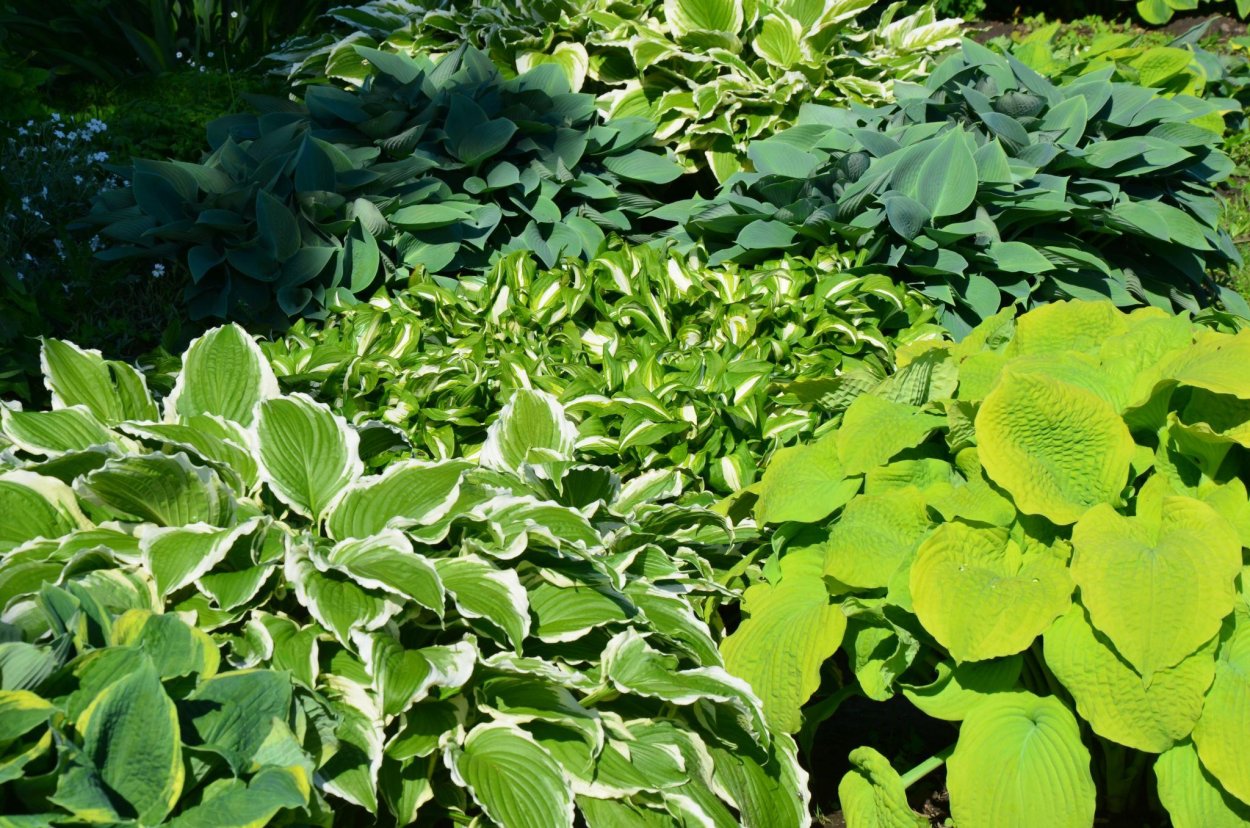 Лесная Хоста растение