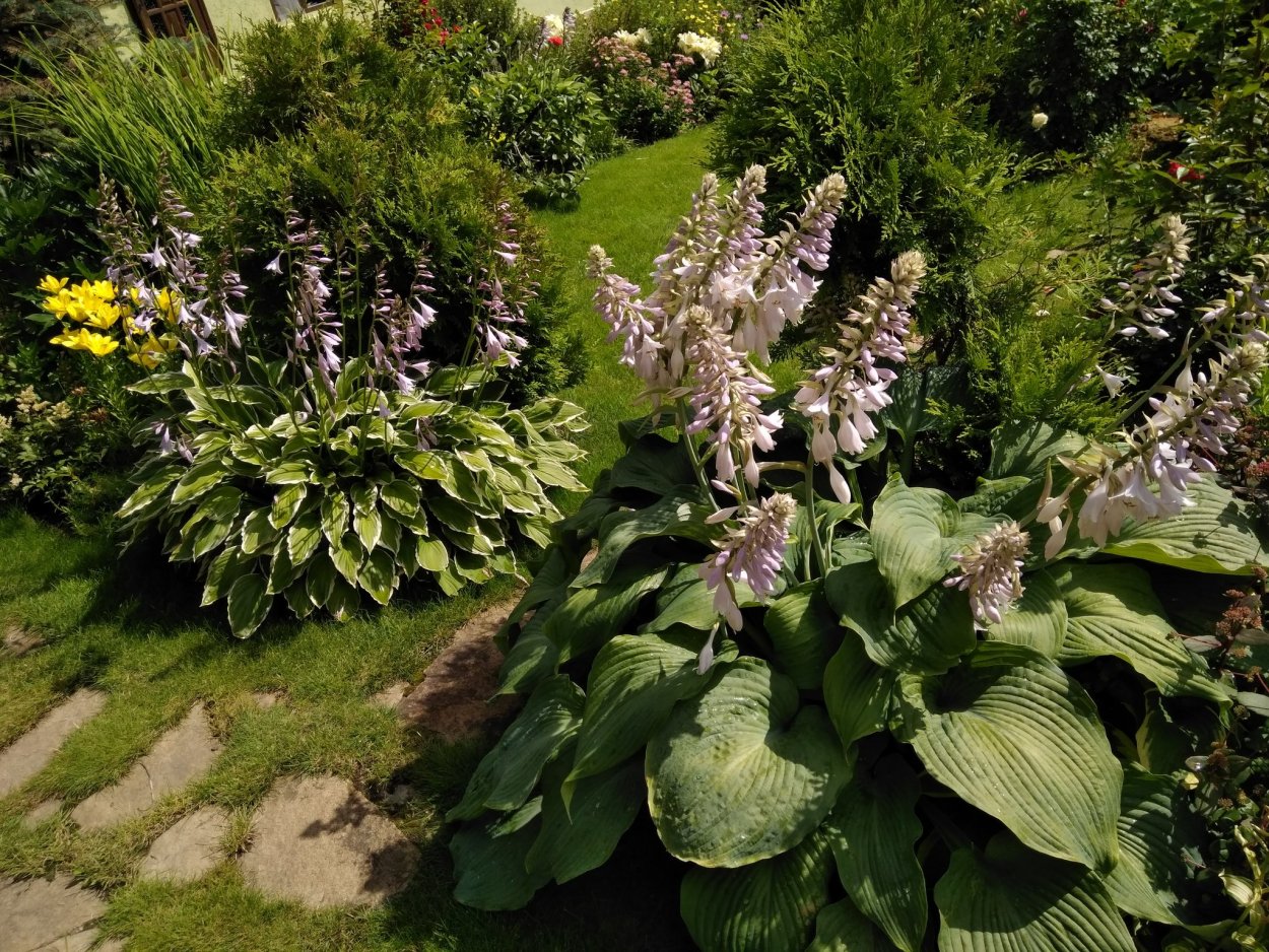 Хоста бордюрная голубая