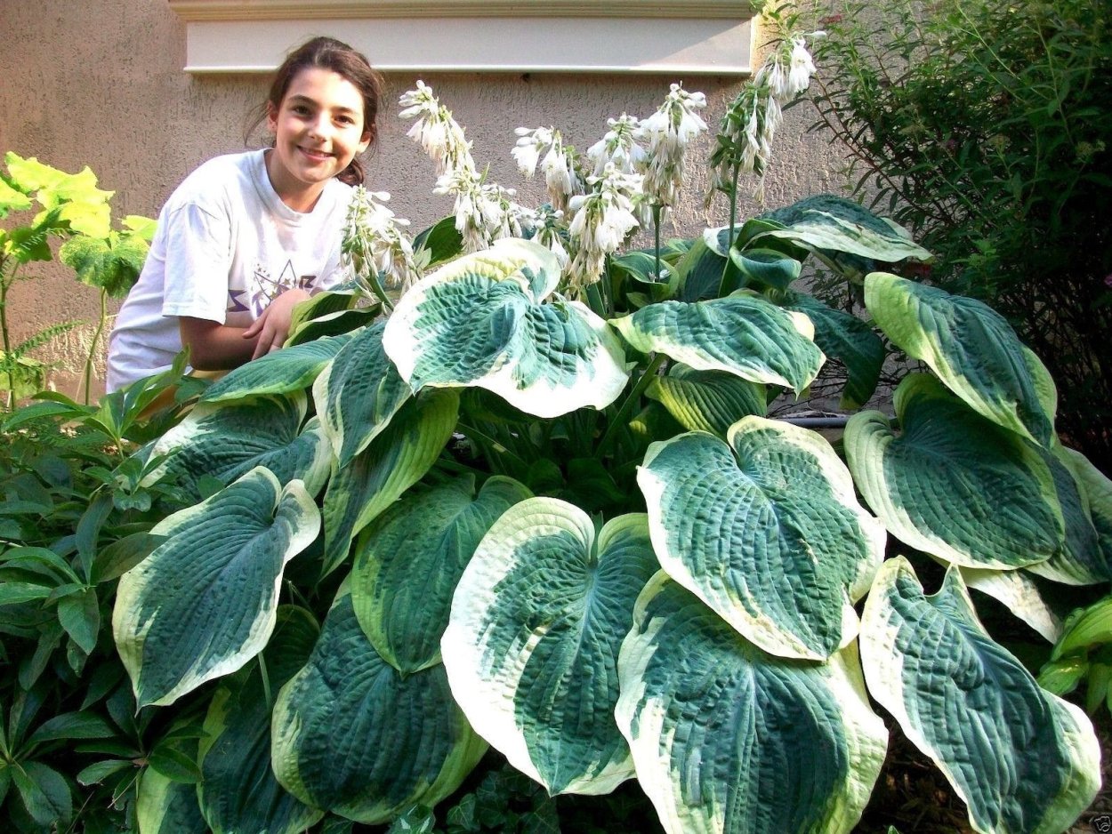 Хоста Франси Hosta Francee