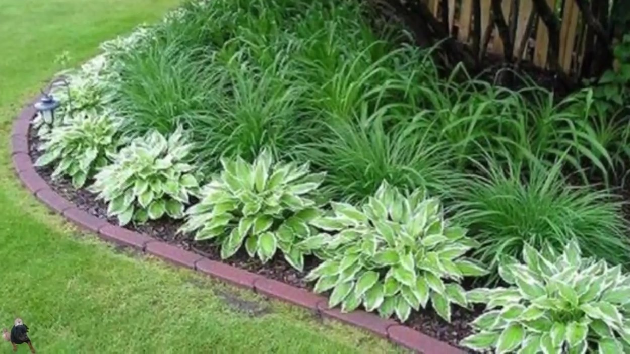 Миксбордер Хоста гейхера