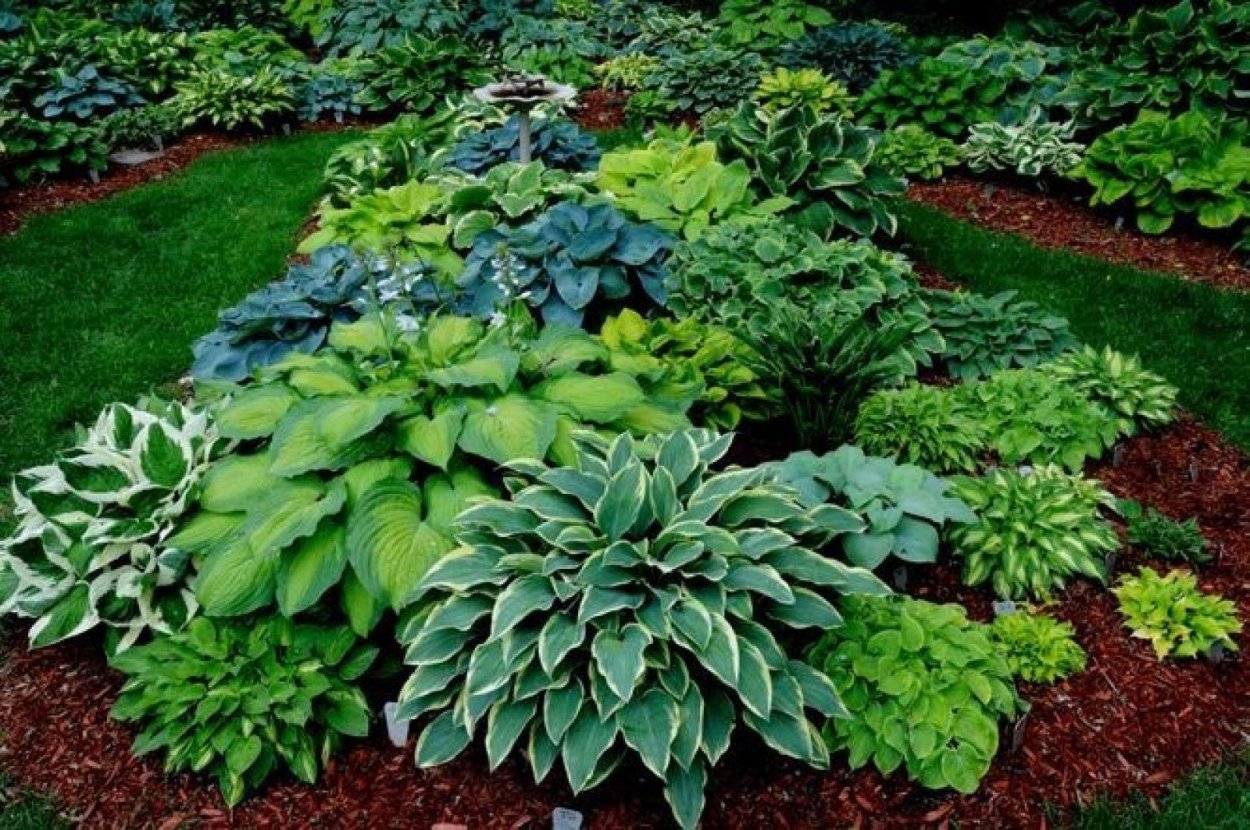 Хоста с белыми листьями миксбордер