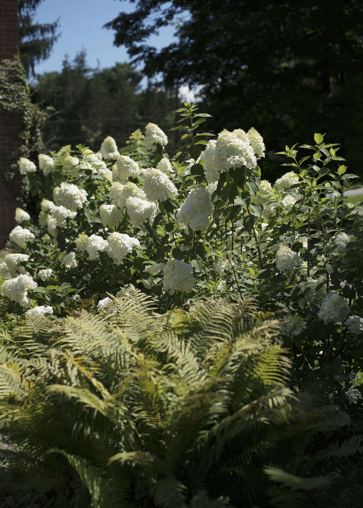 Гортензия метельчатая и папоротник