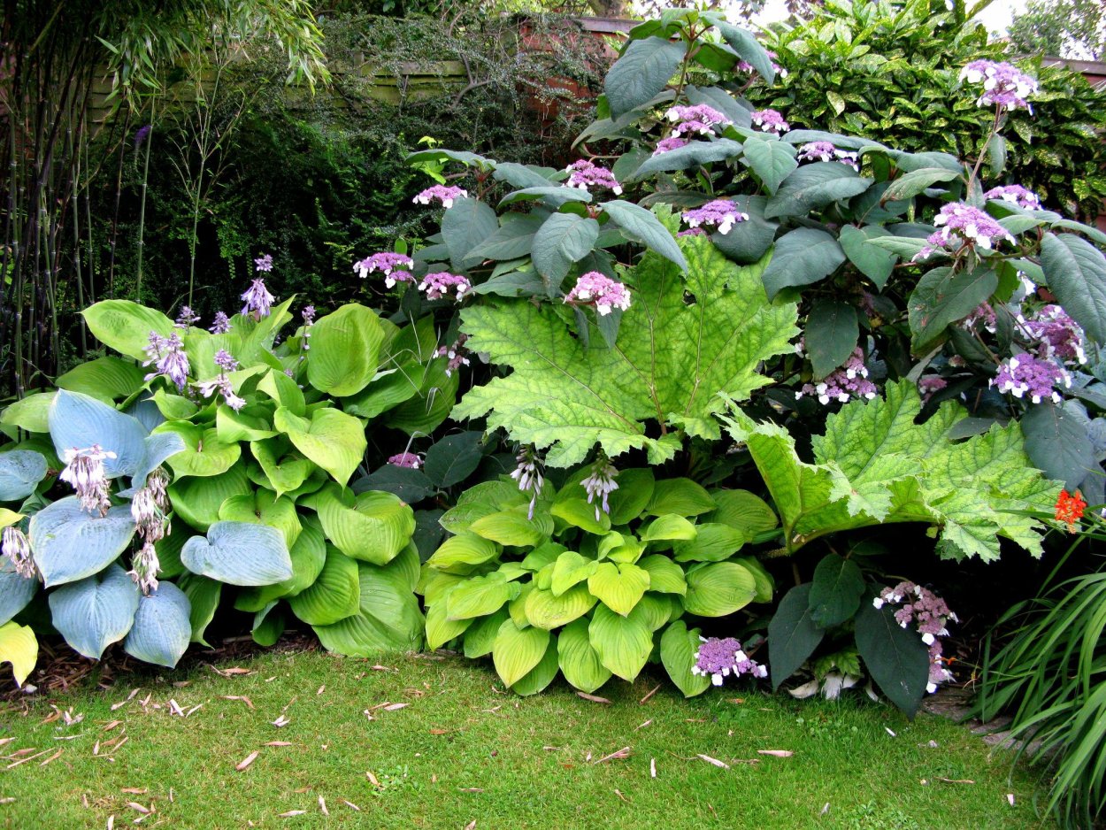 Бадан хосты пион