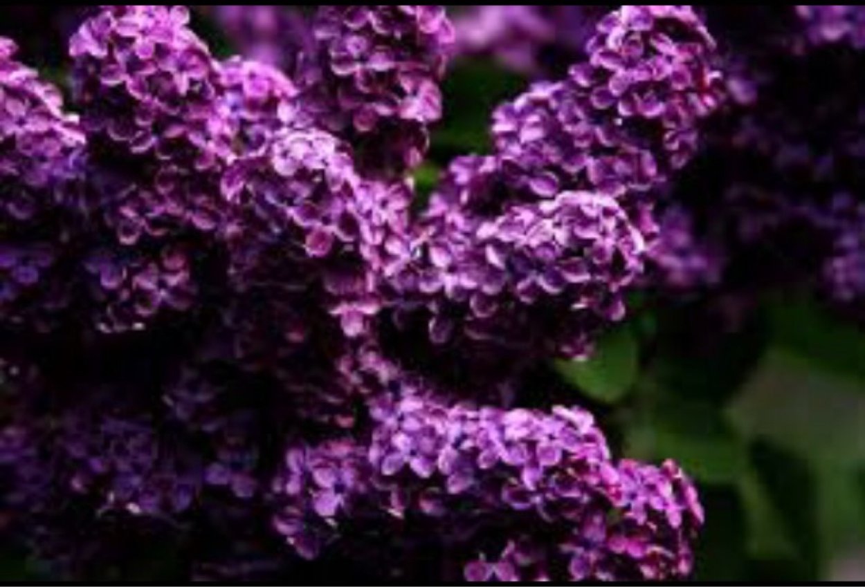 Сирень темная махровая