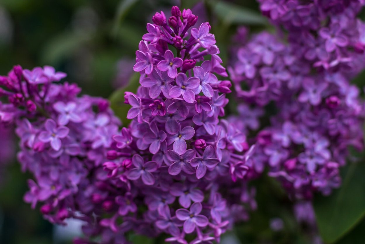 Сирень темная махровая