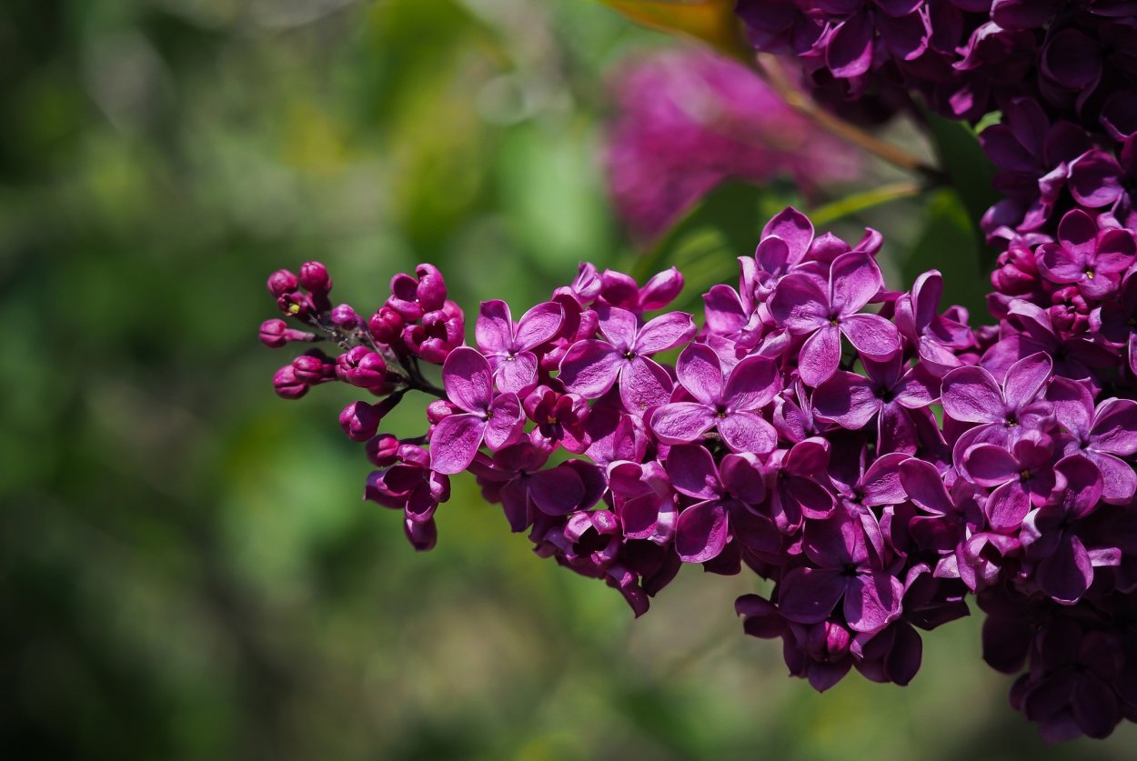 Сирень бордовая махровая